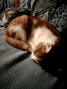 Sleep Cat GIF - Sleep Cat Cute GIFs