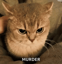 a close up of a cat with the word murder in the corner