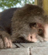 a close up of a monkey laying on a brick floor looking at the camera .