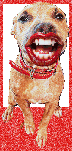 Dog Funny Sticker - Dog Funny 飯飯 Stickers
