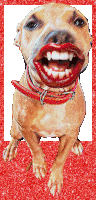Dog Funny Sticker