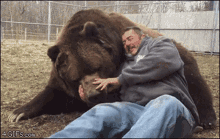棕熊 熊抱 GIF
