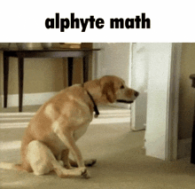 Alphyte Dog GIF - Alphyte Dog Carpet GIFs