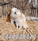 Animals Cow GIF - Animals Cow Dog GIFs