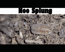 Noo Splung Splung Death GIF - Noo Splung Splung Death Splunginator Death GIFs