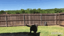 Peeking Dog Jumping GIF