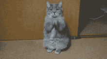 What The Fuck Are You Doing Cat - Wyd GIF - Wyd Cat What The Fuck GIFs
