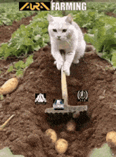 a white cat is digging potatoes with a shovel and the words farming written above it