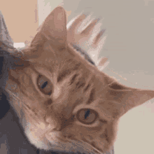 Cats Annoyed GIF - Cats Annoyed Pizza GIFs