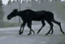 Moose GIF