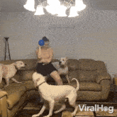 a woman is playing with her dogs in a living room with the words viralhog written on the bottom