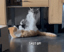 Shut Up Diekatzlei GIF - Shut Up Diekatzlei Cats Fighting GIFs