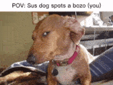 Sus Dog Bozo GIF - Sus Dog Sus Bozo GIFs
