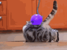 Cat Crawling Cat Balloon GIF
