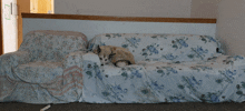 Hadassa Allison Zarya The Laika GIF - Hadassa Allison Zarya The Laika Dog Sleeping On Couch GIFs