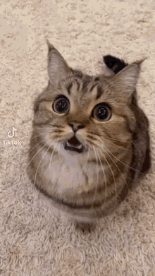 Cat Zoom GIF - Cat Zoom Astonished GIFs