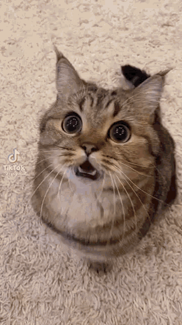 astonished cat gif