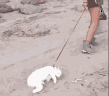When You Try To Walk Your Cat GIF - Cat I Dont Want To GIFs