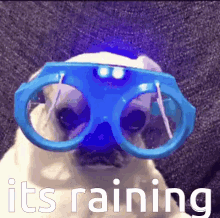 rain dog funny raining