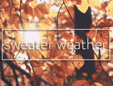 Sweater Weather Leaves GIF