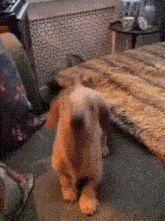 a puppy is standing on its hind legs in a living room
