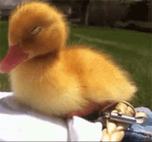 Sleepy GIF - Duck Duckling Adorable GIFs