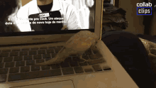 a bird sits on the keyboard of a laptop that says collab clips