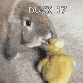 a picture of a duck and a rabbit with the words duck 17 above them