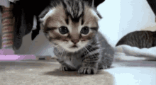Cute Animals Cats GIF - Cute Animals Cats Kittens GIFs