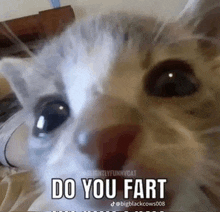 Do You Fart Cat Meme GIF