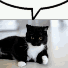 Cat Funny GIF - Cat Funny Unico Cat GIFs