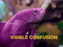 betta confusion betta guy fish visible confusion