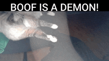 a cat laying on a person 's leg with the words boof is a demon below it