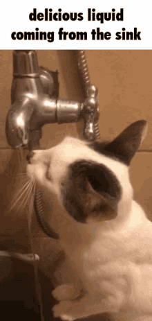 Cat Drinking GIF - Cat Drinking Meme GIFs