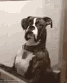 Boxer Dog GIF - Boxer Dog Doggo GIFs