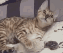 Cat Cats GIF - Cat Cats Cats Of The Internet GIFs