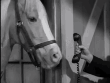Mr Horse Calling GIF