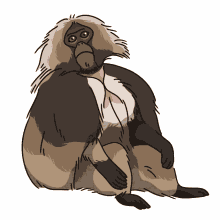 monkey baboon