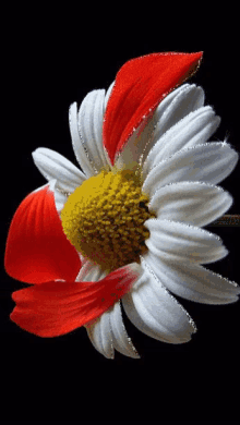 White Flower GIF - White Flower Red GIFs