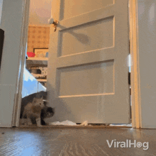 We Have Arrived Kittens GIF - We Have Arrived Kittens Viral Hog GIFs