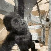 Monkey Kimichkis Monkey GIF