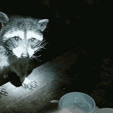 Raccoon Back Up GIF - Raccoon Back Up Nevermind GIFs