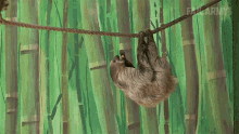 Stolen Food Thief Monkey GIF - Stolen Food Thief Monkey Poor Sloth GIFs