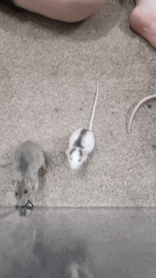Rat You Died GIF - Rat You Died GIFs