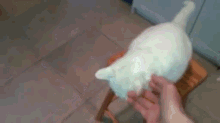 We'Re Not Done Here! GIF - Cat Pet Grab GIFs