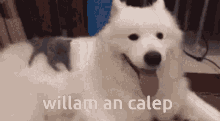 a white dog is laying down next to a cat and the words willam an calep are visible .