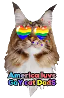 a cat wearing rainbow glasses with the words america luvs gay cat dads