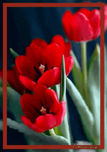 tulips flowers beautiful images enjoy