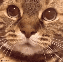 Cat Stare GIF - Cat Stare Meowing GIFs