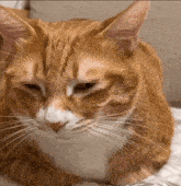 大黃 Cat GIF - 大黃 Cat Cute Cat GIFs